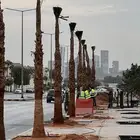 نخيل واشنطنيا ونخيل عربي مثمر