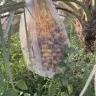 إخلاص فاخر بأمهاته عدد النخل 300 نخله