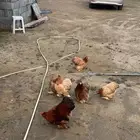 دجاج كوشن قزم