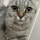 قطتين صغار مع امهم للبيع سكوتش فولد