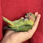 طير روز اليف هدد نشبهه ( مفطوم ) مناسب للاطفال و الكبار