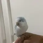 ببغاء كويكر اليف جدا ماشاءالله عمره 10 اشهر
