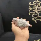 كنيور أناناس رد فاكتر