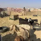 معزاء مراح للبيع