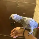 كاسكو للبيع
