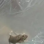 فار حي للبيع