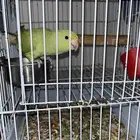 دره هندي شبه أليف تكلم بسيط
