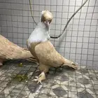 جوز لبناني اصفر مستوا فاخر نوادر