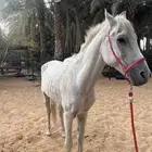 للبيع حصان شعبي ب1500