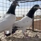 حمام باكستاني