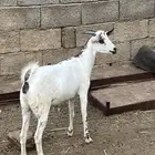 جفرة للبيع المجاردة