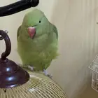 زوج درة للبيع