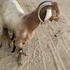 للبيع عنز مصريه والد تحتها ا ثنين