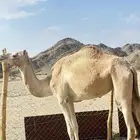 ناقه ام ثاني