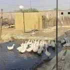 بط.