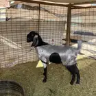 شاميه وعارضية مضاريع شرط