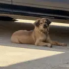 كلب ابن كلب احد ياخذه