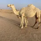 للبيع خلفه وضحا هدية