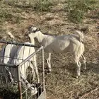 جفار