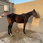 فرس انتاج حيييه