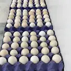 بيض بلدي مخصب فقاعة واكل