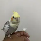 يوجد طير كروان عندي اللي مضيع له طير يكلمني خاص