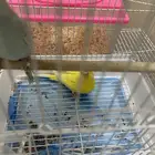 جوز بادجي