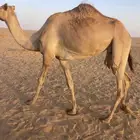 بكر بنت رياض طماش