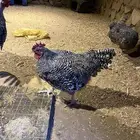ديك الأمروك الامريكي
