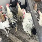 دجاج بلدي
