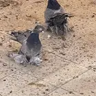 حمام رقاص جاواء