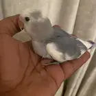 فروخ روز