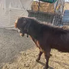 للبيع تيس شامي