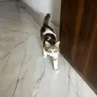 قط شيرازي ضايع او للتبني في العارض