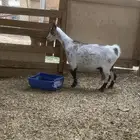 عنز قزمي استاندر تشيكي