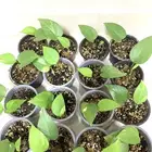 نباتات طبيعية داخلية