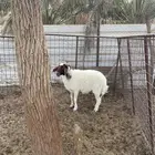 شاة نعيميه حايل
