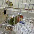روز زوج