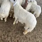 خروف حري