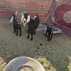 عارضيه متبع بتوم