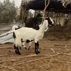 للبيع عنز معها تيسين