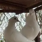 حمام فرنسي