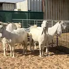 معزا مطورات فاخره