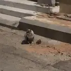 قط لقيته بالحارة شكله ضايع حي الوادي