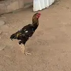 ديك باكستاني وفروخ براهمه للبيع