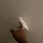 طير الالياف بينو اندر الالوان الموجوده بالسوق الاليف