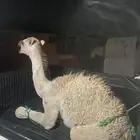 حاشي لباني