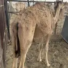 بكره للبيع عمانيه لحم