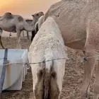بكره قصب طيبه