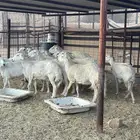 شياة مقاني 12 بالفحل